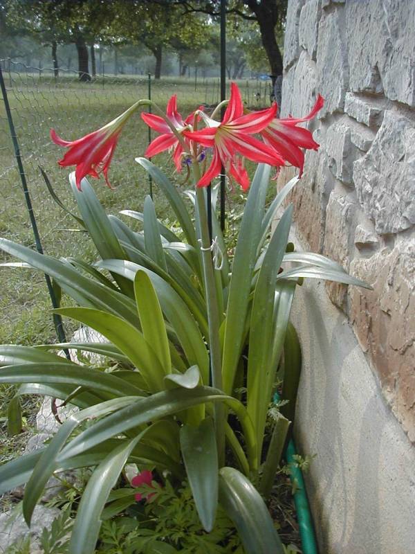 Hippeastrum × johnsonii – St. Joseph’s Lily
