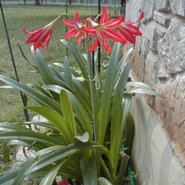 Hippeastrum × johnsonii – St. Joseph’s Lily
