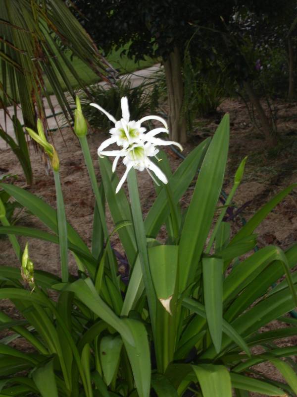 Hymenocallis festalis – Peruvian Daffodil - Image 2