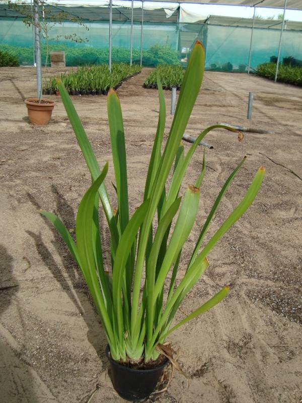 Hymenocallis festalis – Peruvian Daffodil - Image 3