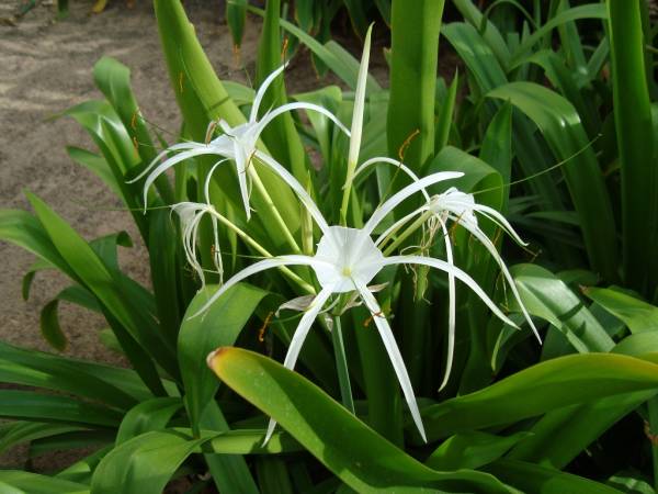 Hymenocallis festalis – Peruvian Daffodil