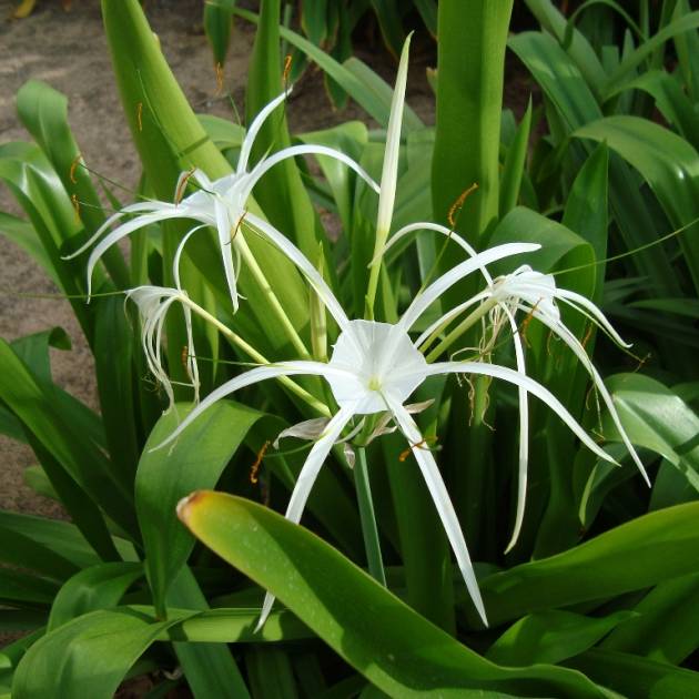 Hymenocallis festalis – Peruvian Daffodil