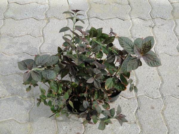 Iresine lindenii – Bloodleaf Plant - Image 2