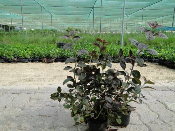 Iresine lindenii – Bloodleaf Plant - Image 3