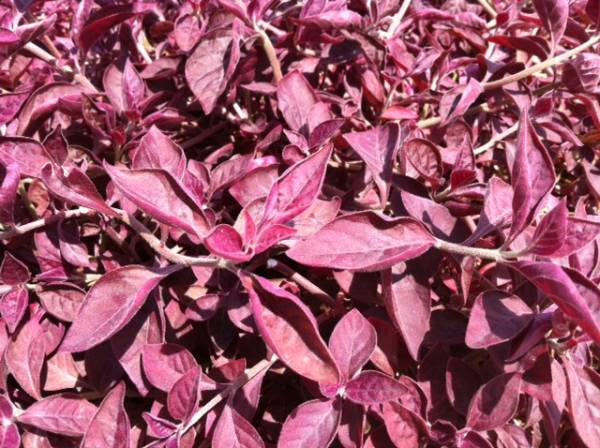 Iresine lindenii – Bloodleaf Plant