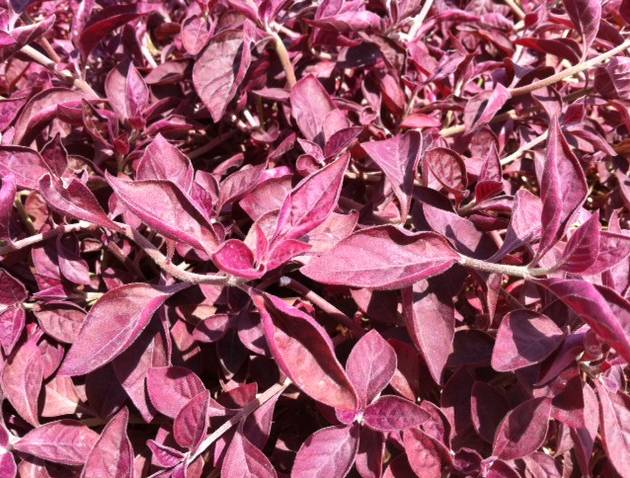 Iresine lindenii – Bloodleaf Plant
