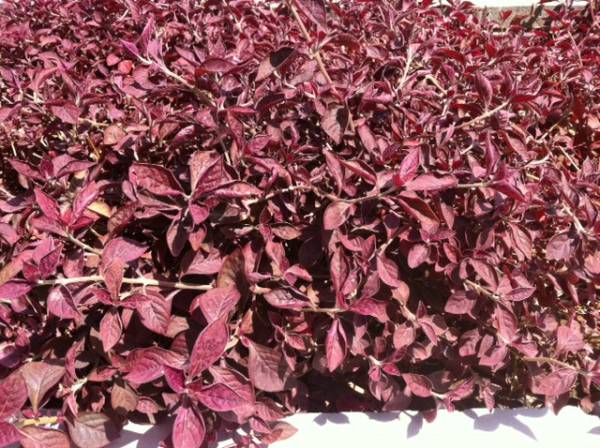Iresine lindenii – Bloodleaf Plant - Image 6