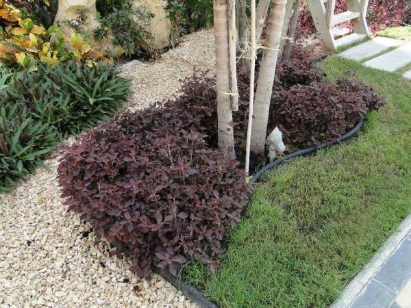 Iresine lindenii – Bloodleaf Plant - Image 4