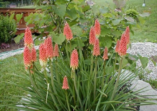 Kniphofia uvaria – Red Hot Poker - Image 2