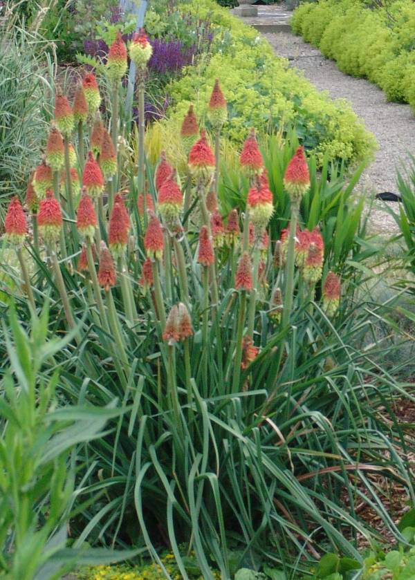 Kniphofia uvaria – Red Hot Poker