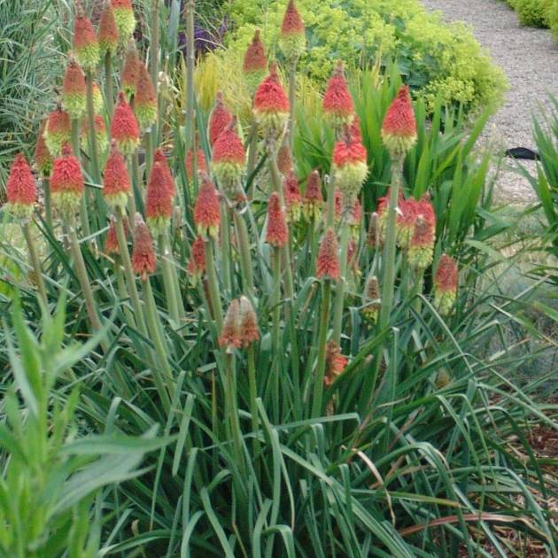 Kniphofia uvaria – Red Hot Poker