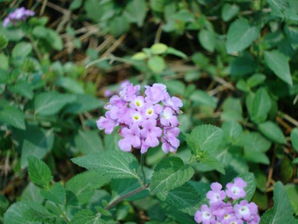 Lantana montevidensis Purple – Trailing Lantana - Image 7