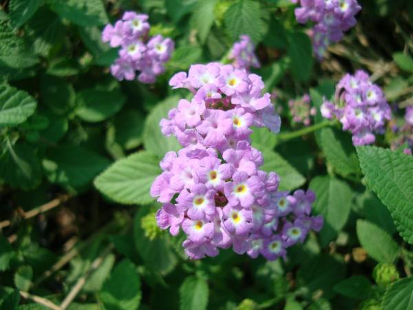 Lantana montevidensis Purple – Trailing Lantana