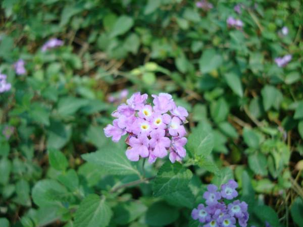 Lantana montevidensis Purple – Trailing Lantana - Image 8