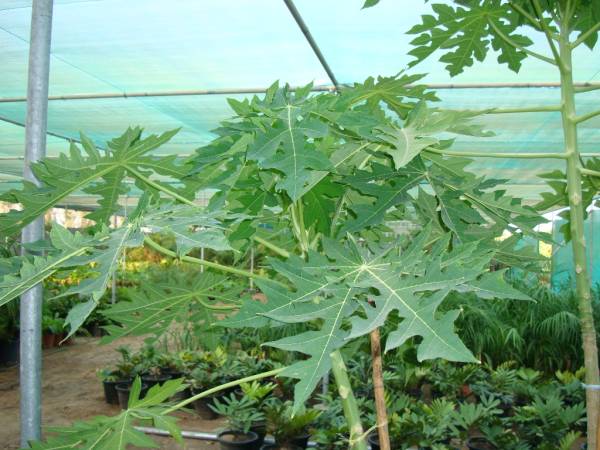 Carica papaya – Papaya Tree - Image 2