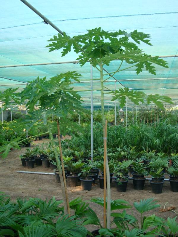 Carica papaya – Papaya Tree - Image 3
