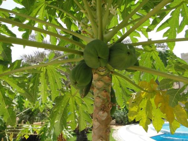 Carica papaya – Papaya Tree