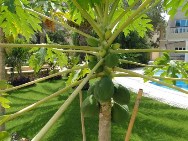 Carica papaya – Papaya Tree - Image 5