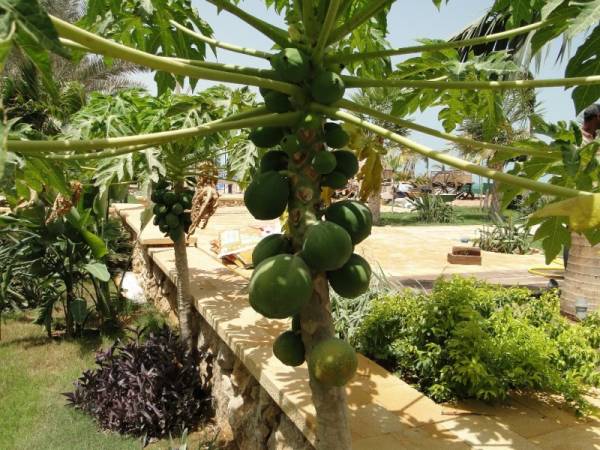 Carica papaya – Papaya Tree - Image 7