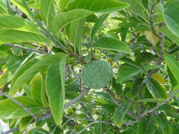 Annona squamosa – Sugar Apple - Image 2