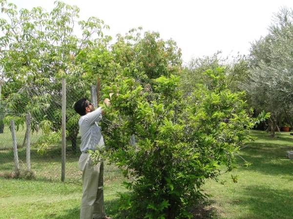 Annona squamosa – Sugar Apple - Image 3