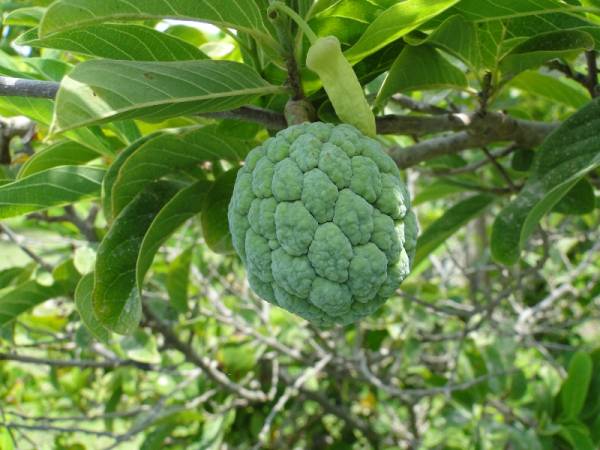 Annona squamosa – Sugar Apple