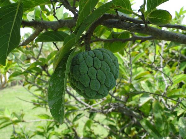 Annona squamosa – Sugar Apple - Image 4