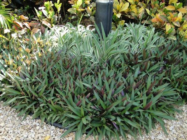 Rhoeo discolor – Moses-in-the-Cradle