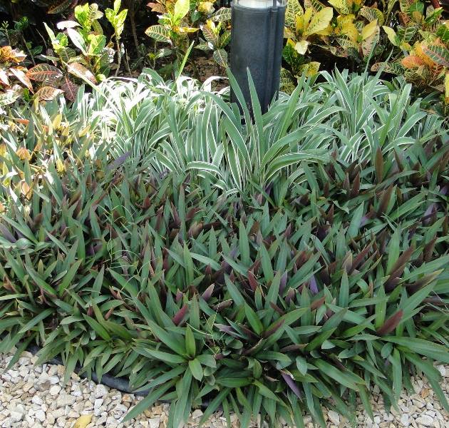 Rhoeo discolor – Moses-in-the-Cradle