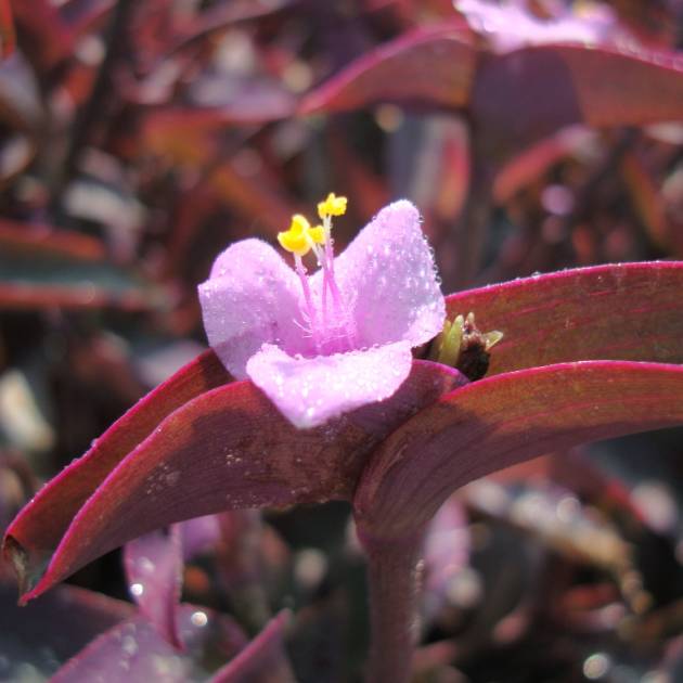 Setcreasea purpurea – Purple Heart