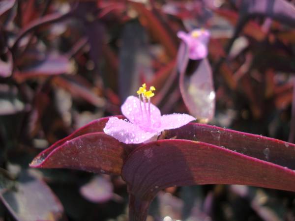 Setcreasea purpurea – Purple Heart - Image 2