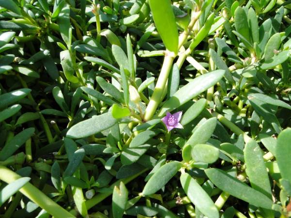 Sesuvium portulacastrum – Sea Purslane - Image 2