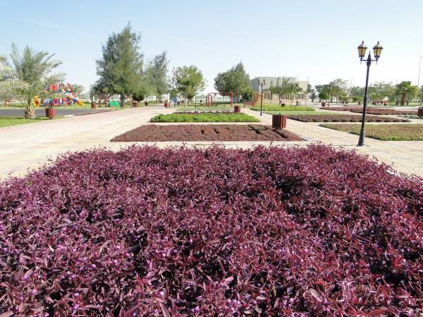 Setcreasea purpurea – Purple Heart - Image 3