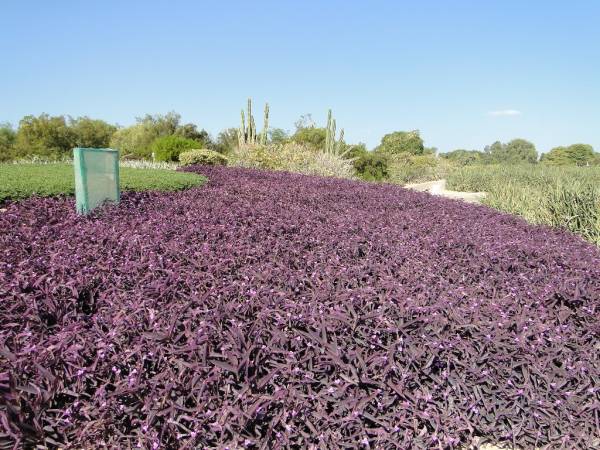 Setcreasea purpurea – Purple Heart - Image 4