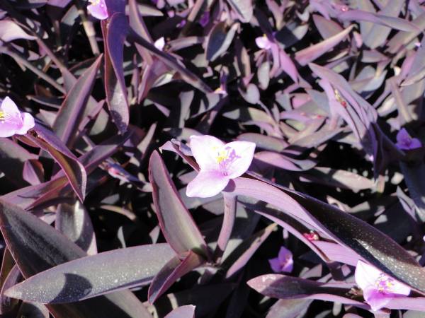 Setcreasea purpurea – Purple Heart - Image 5