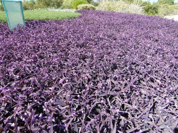 Setcreasea purpurea – Purple Heart - Image 6