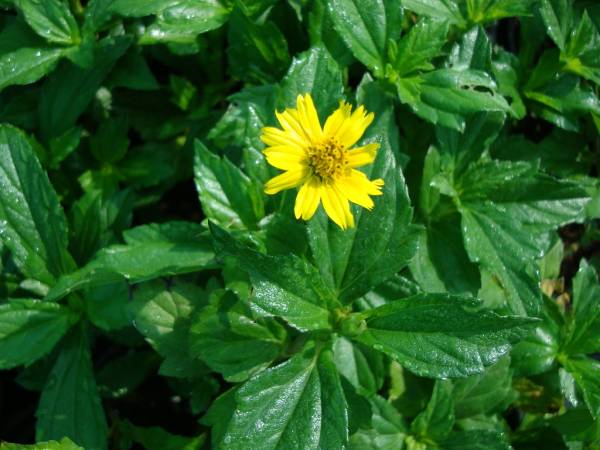 Wedelia trilobata – Singapore Daisy - Image 2