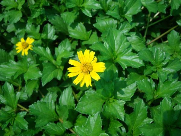 Wedelia trilobata – Singapore Daisy - Image 4