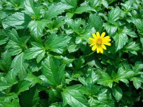 Wedelia trilobata – Singapore Daisy - Image 5
