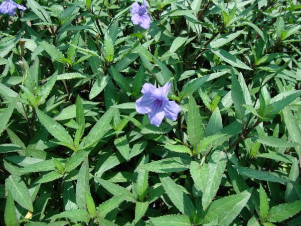 Ruellia ciliosa – Ciliate Wild Petunia - Image 2
