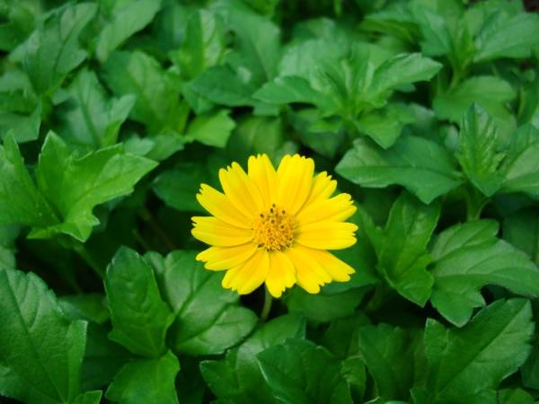 Wedelia trilobata – Singapore Daisy