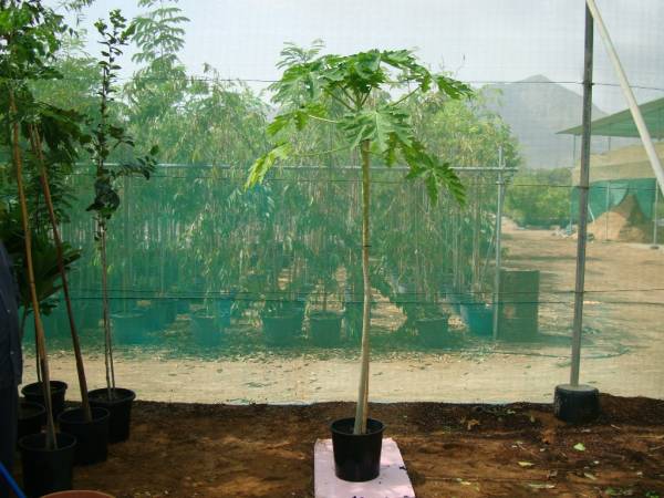 Carica papaya – Papaya Tree - Image 8