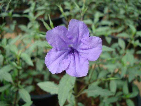 Ruellia ciliosa – Ciliate Wild Petunia - Image 3