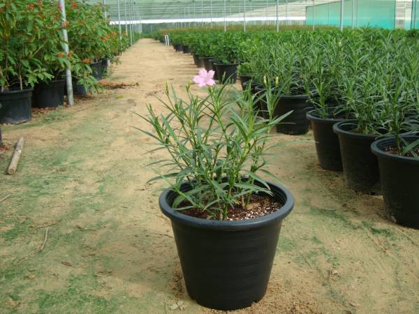 Ruellia 'Katie' – Katie's Dwarf Mexican Petunia - Image 2
