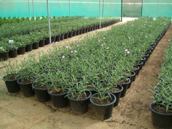 Ruellia 'Katie' – Katie's Dwarf Mexican Petunia - Image 3