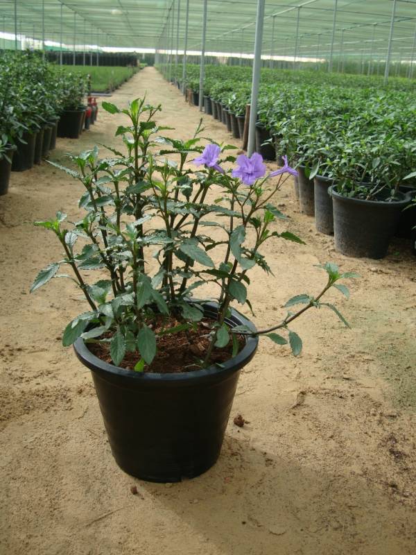 Ruellia ciliosa – Ciliate Wild Petunia - Image 4