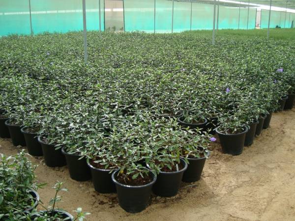 Ruellia ciliosa – Ciliate Wild Petunia - Image 5