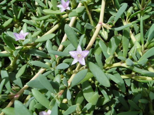 Sesuvium portulacastrum – Sea Purslane - Image 3