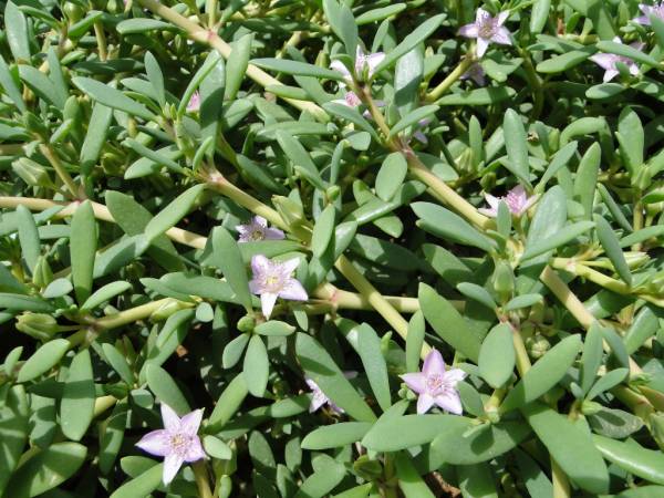 Sesuvium portulacastrum – Sea Purslane