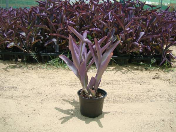 Setcreasea purpurea – Purple Heart - Image 7